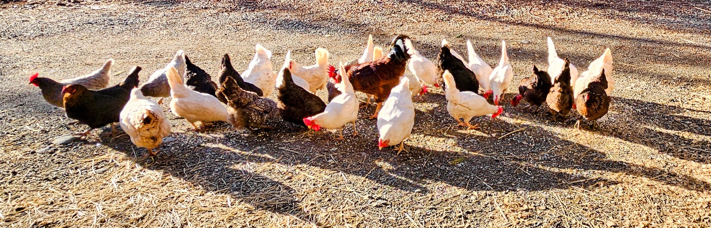 A mixed flock of chickens, including Deathlayers and sex links, foraging in a green pasture.