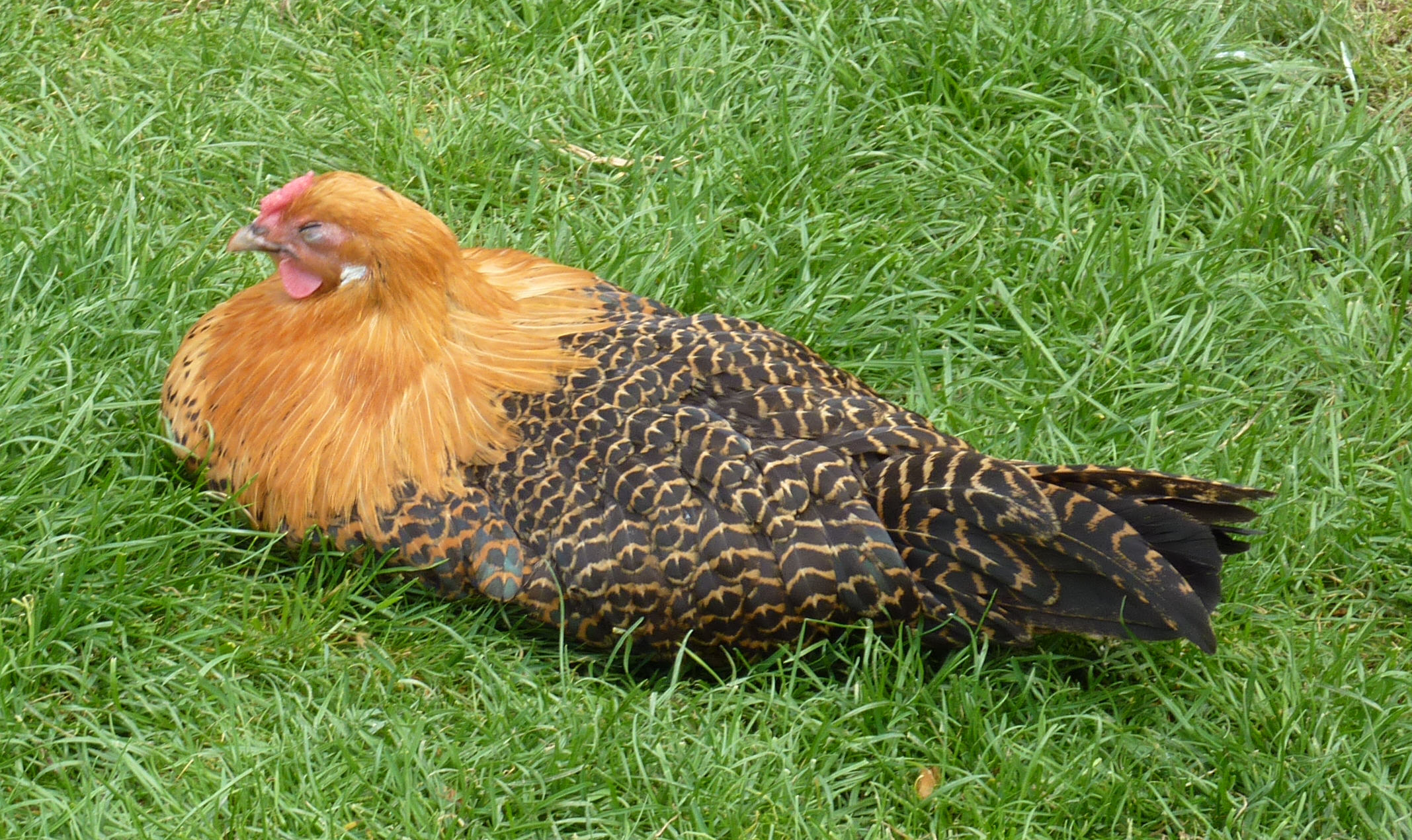 A stunning Silver or Gold Deathlayer chicken roaming freely in a pasture.