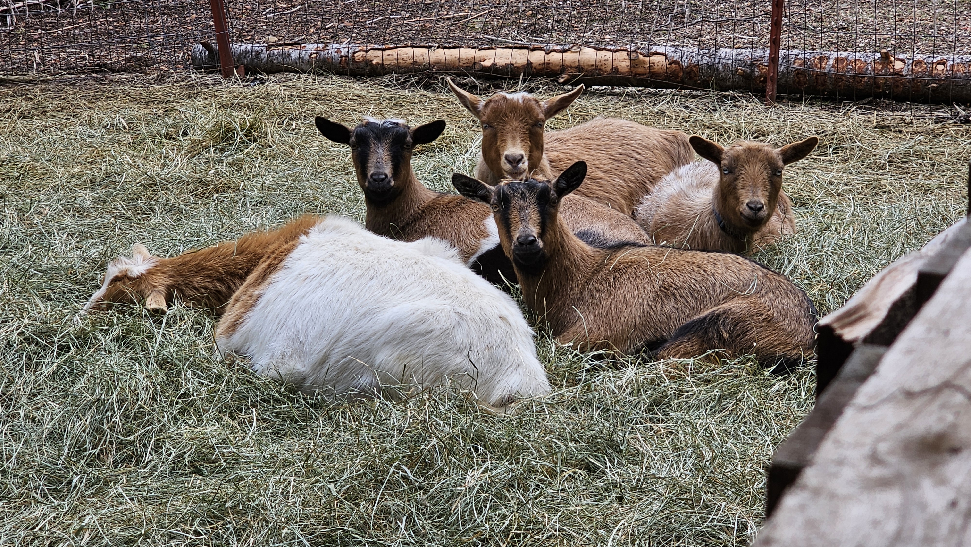 A herd of Nigerian Dwarf goats in a pasture at Trinity Falls Farm.