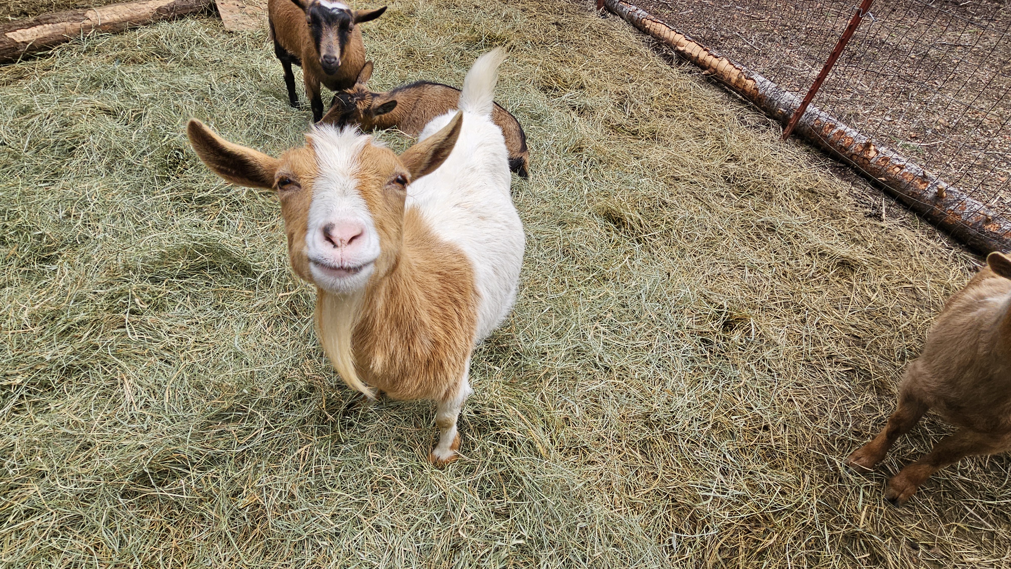 A friendly Nigerian Dwarf goat from Trinity Falls Farm looking at the camera.